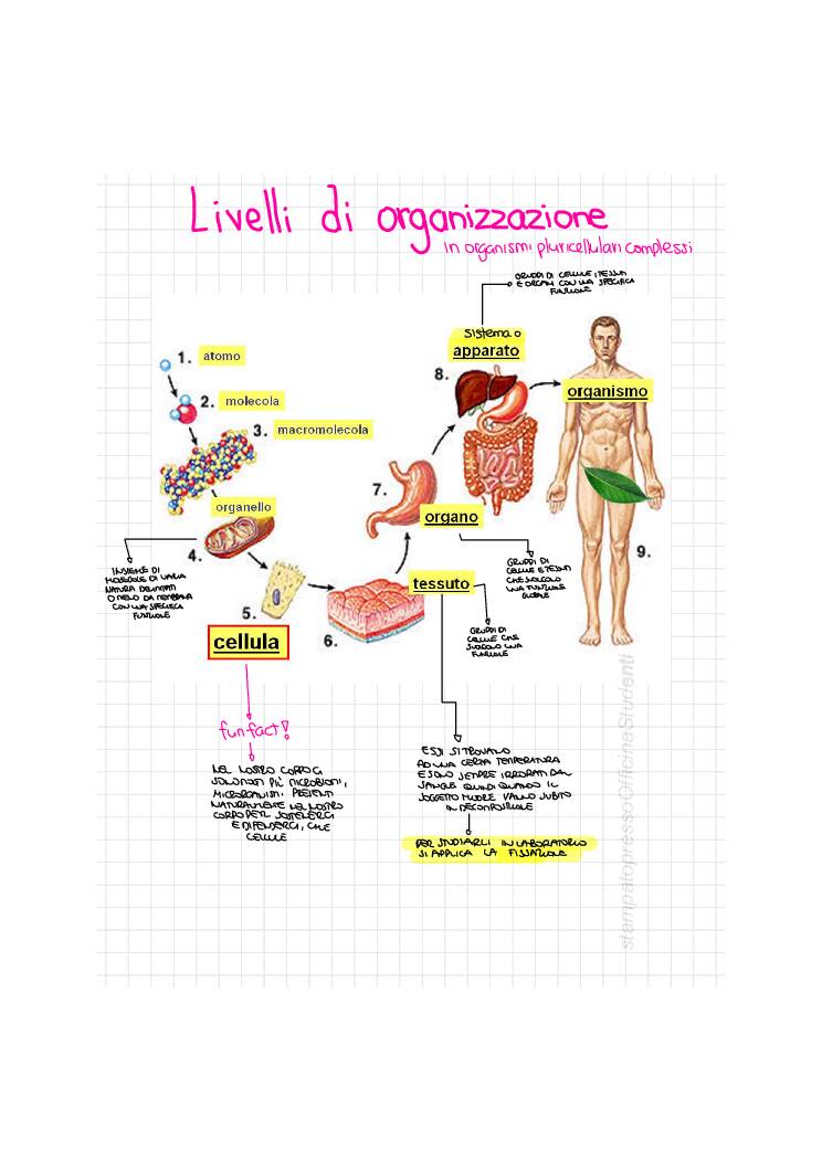 Citologia E Istologia - Officina Studenti